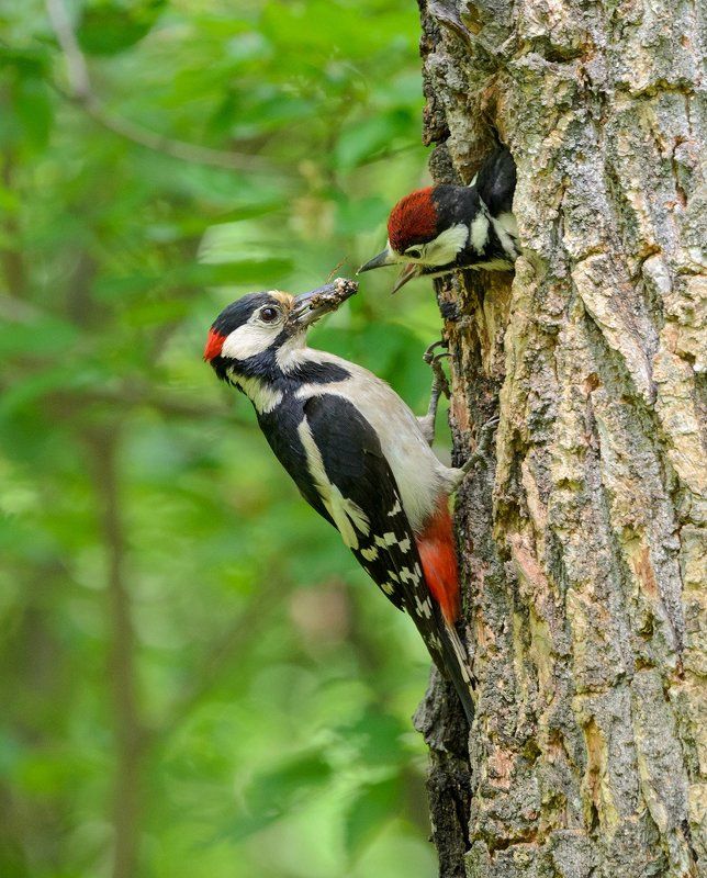 большой пёстрый дятел семейство дятлов фото превью