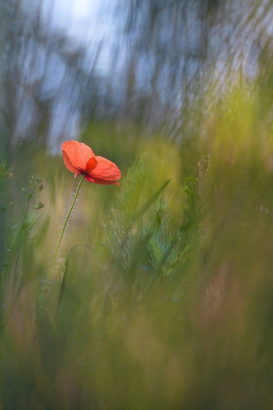 poppy, nature, summer Queen of the field фото превью
