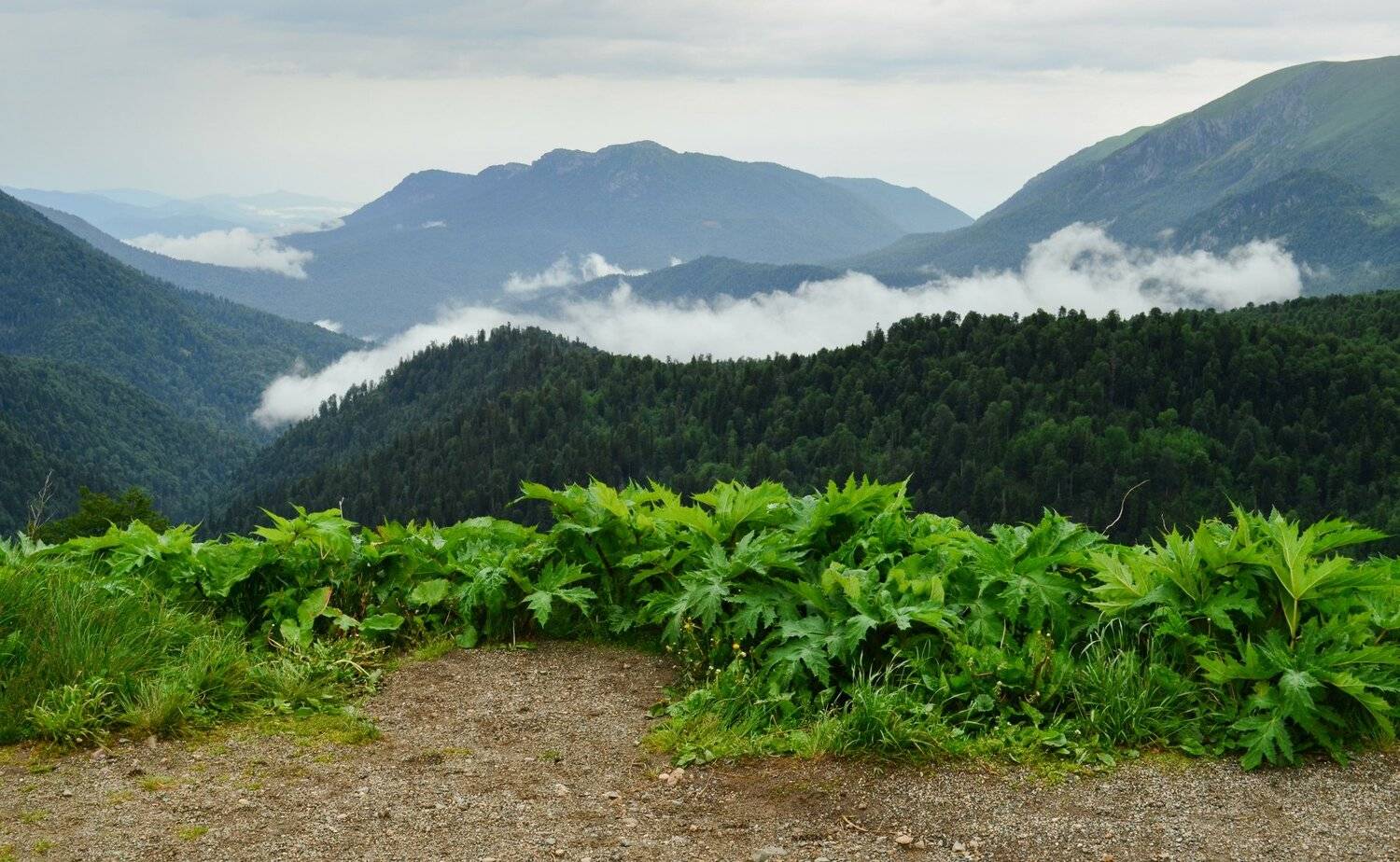 облака,горы, Елена Шевченко