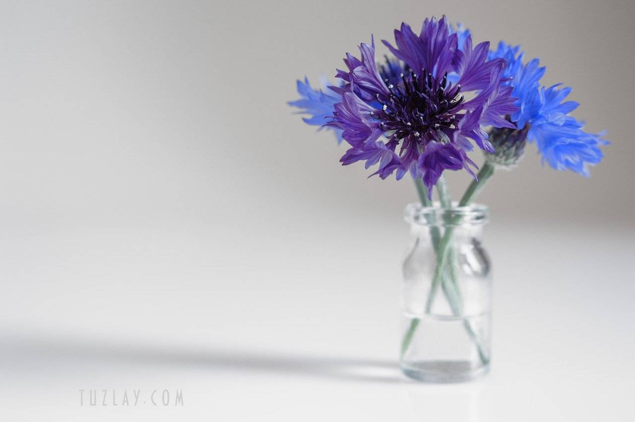 васильки, флакон, пузырёк, Владимир Тузлай