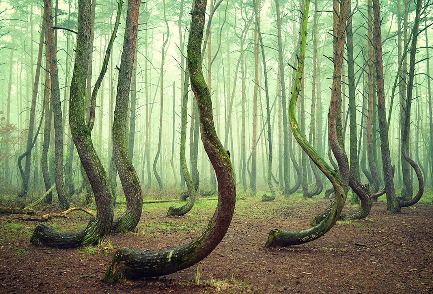 crooked forest mist magic green tree trees foggy poland, Radoslaw Dranikowski