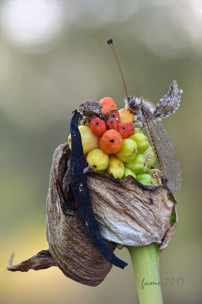 , Игорь ФУММ