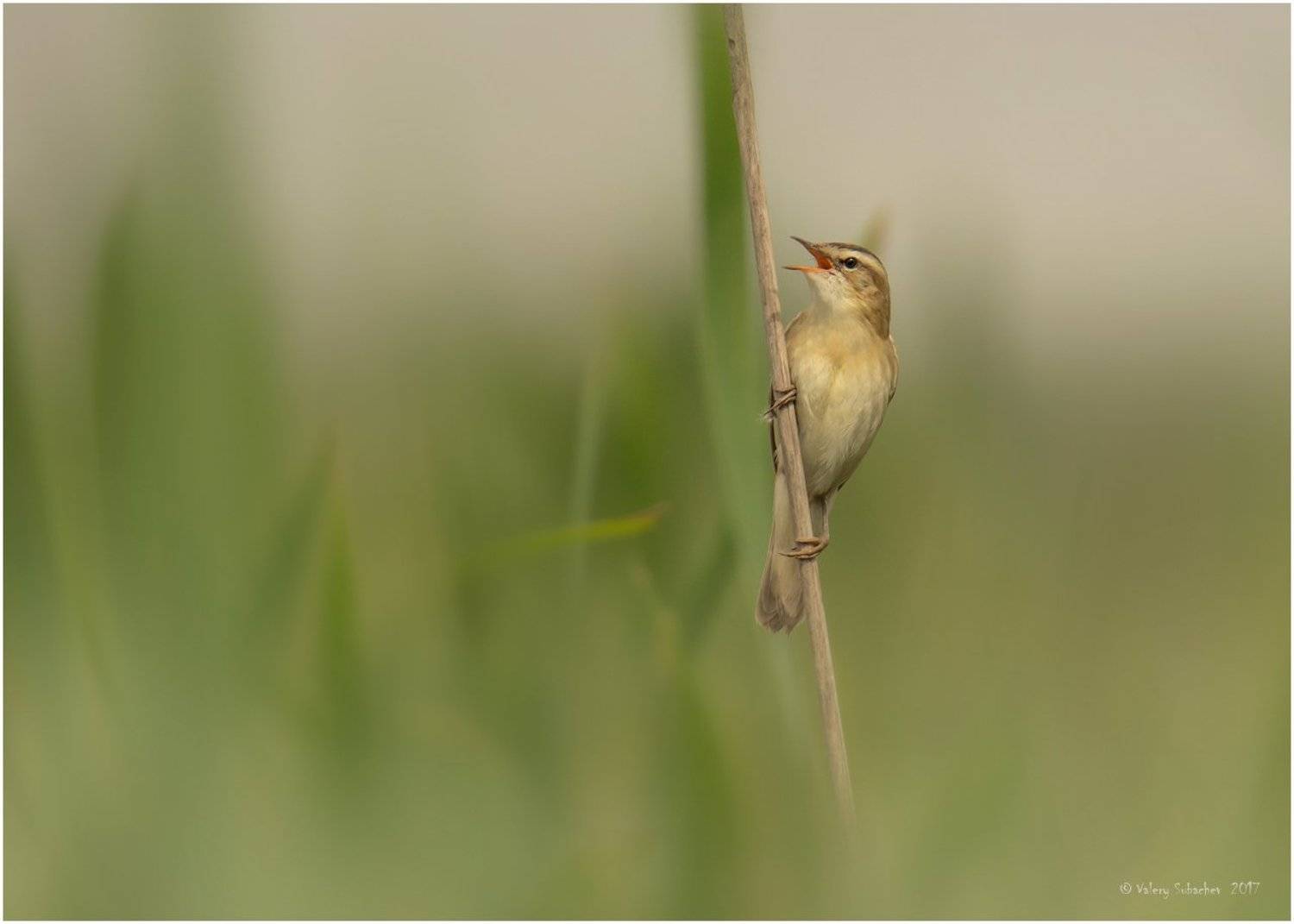 , Валерий Субачев