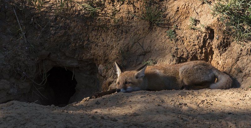 лисёнок, лиса, нора, май Лисёнок фото превью