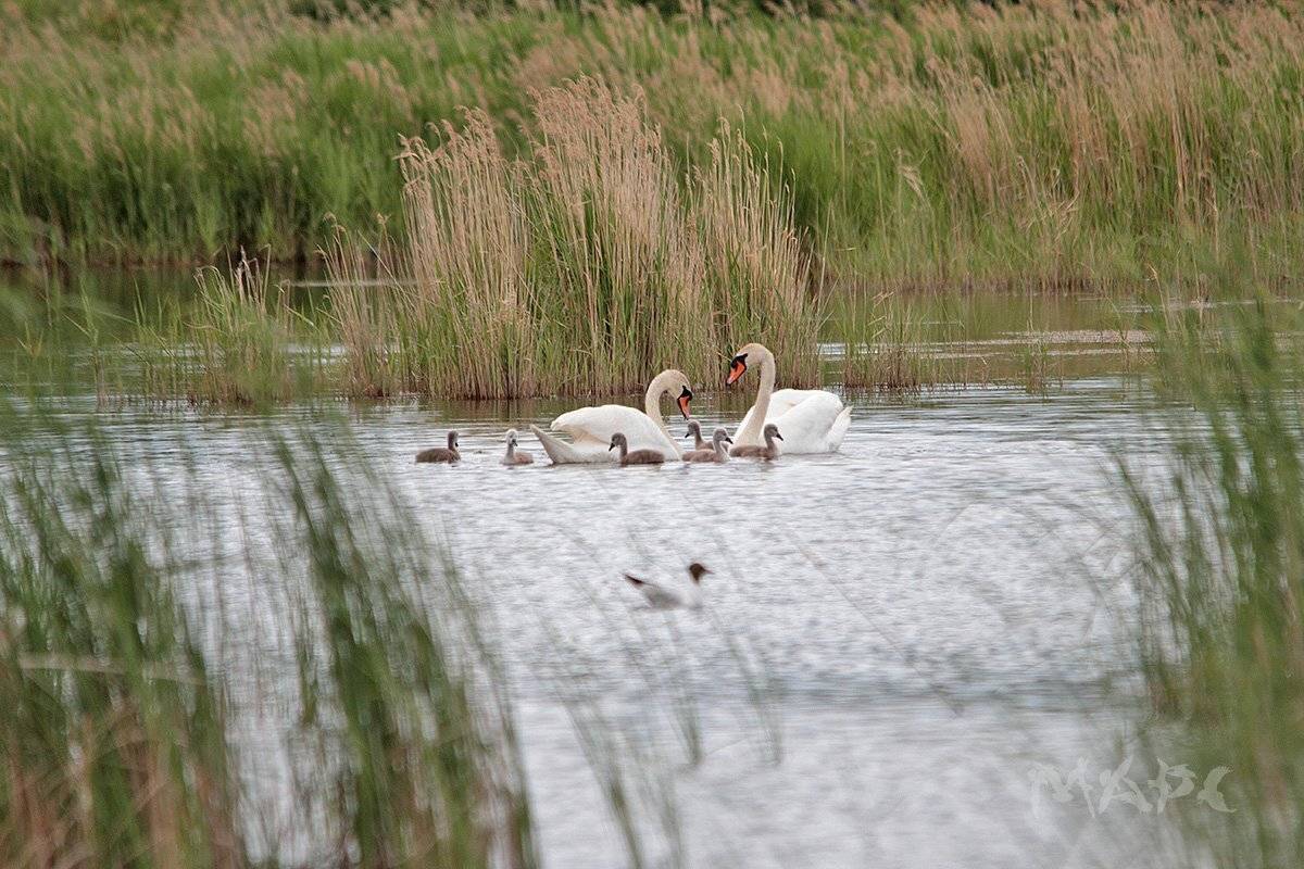 животные, птицы, лебеди, семья., Шангареев Марс
