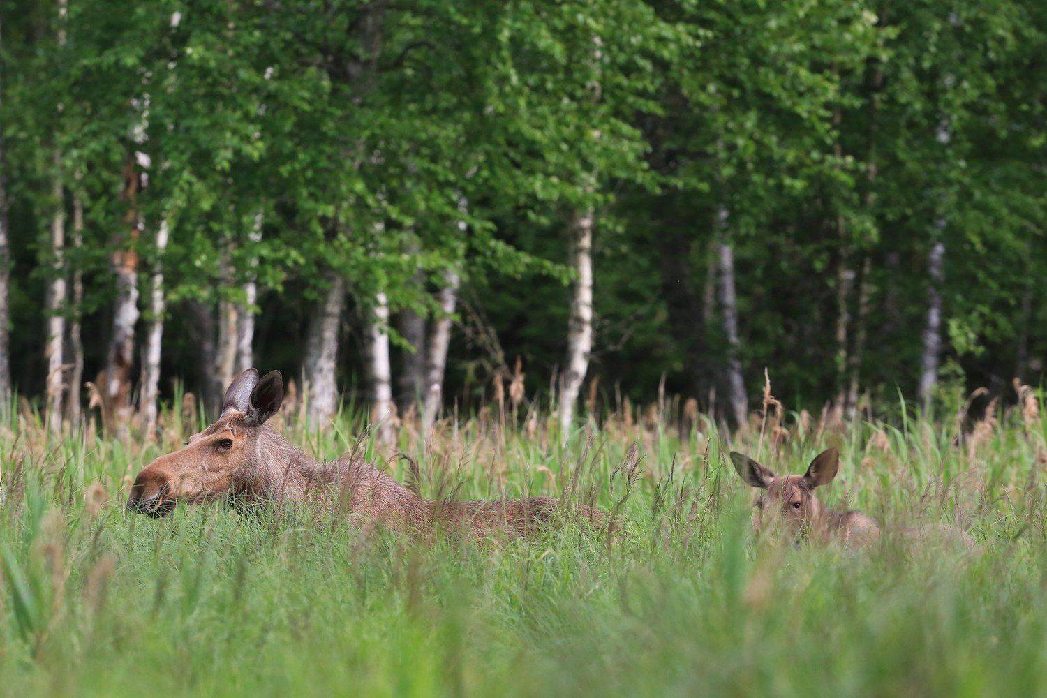 , Андрей Шимчук