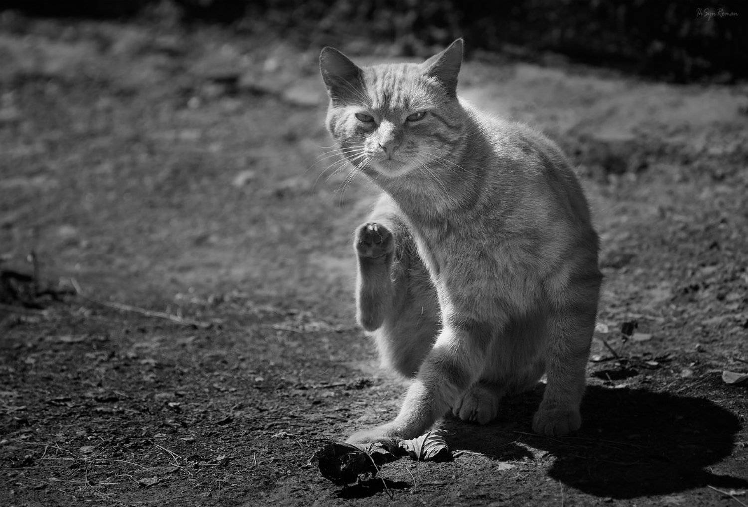 кот,котяра, Roma Krasov ( Chitinskiy )