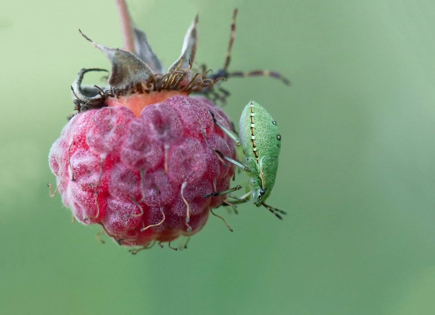 , Олег Тыркин