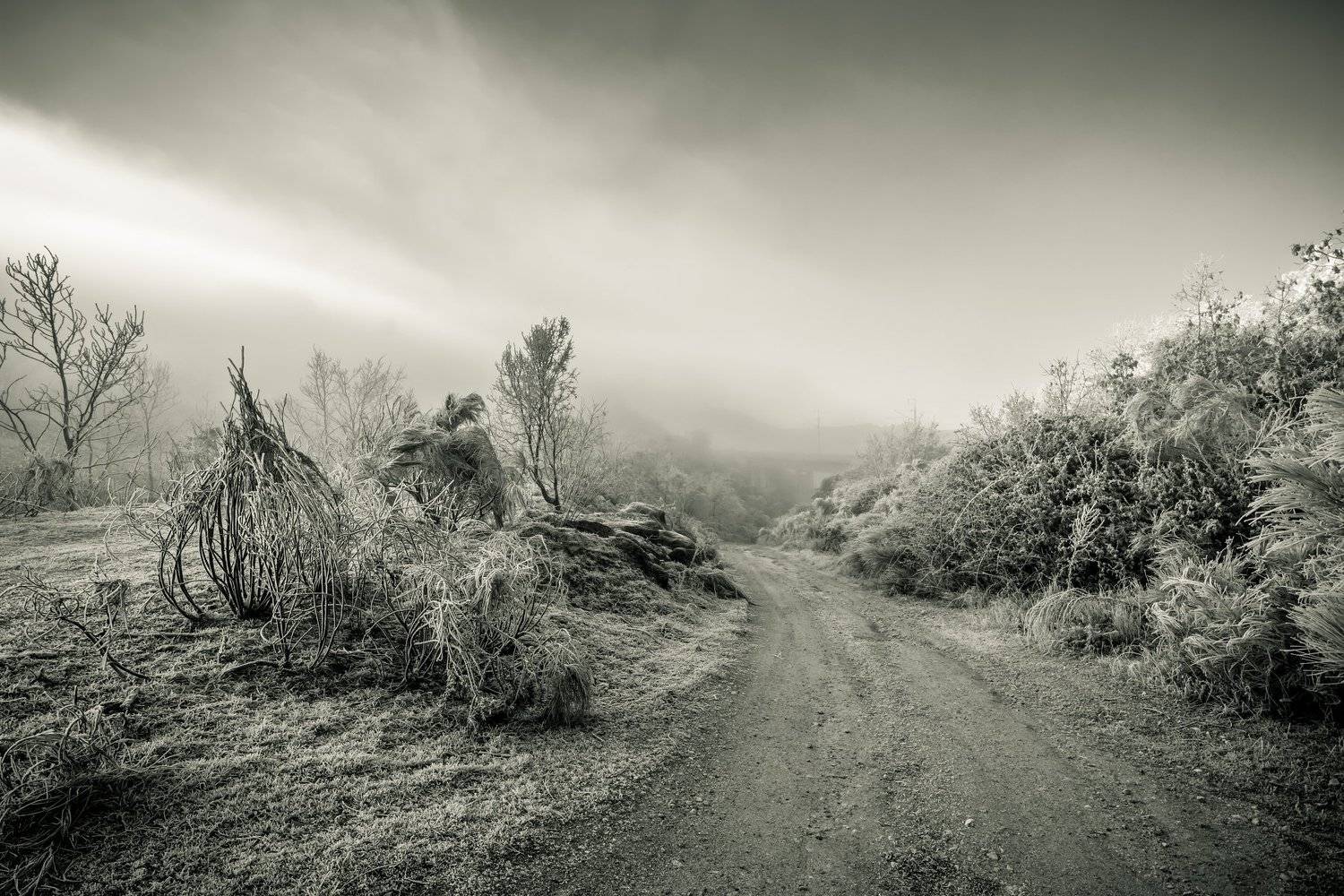 ice, frozen, landscape, bnw, black and white, trees, winter, Antonio Coelho