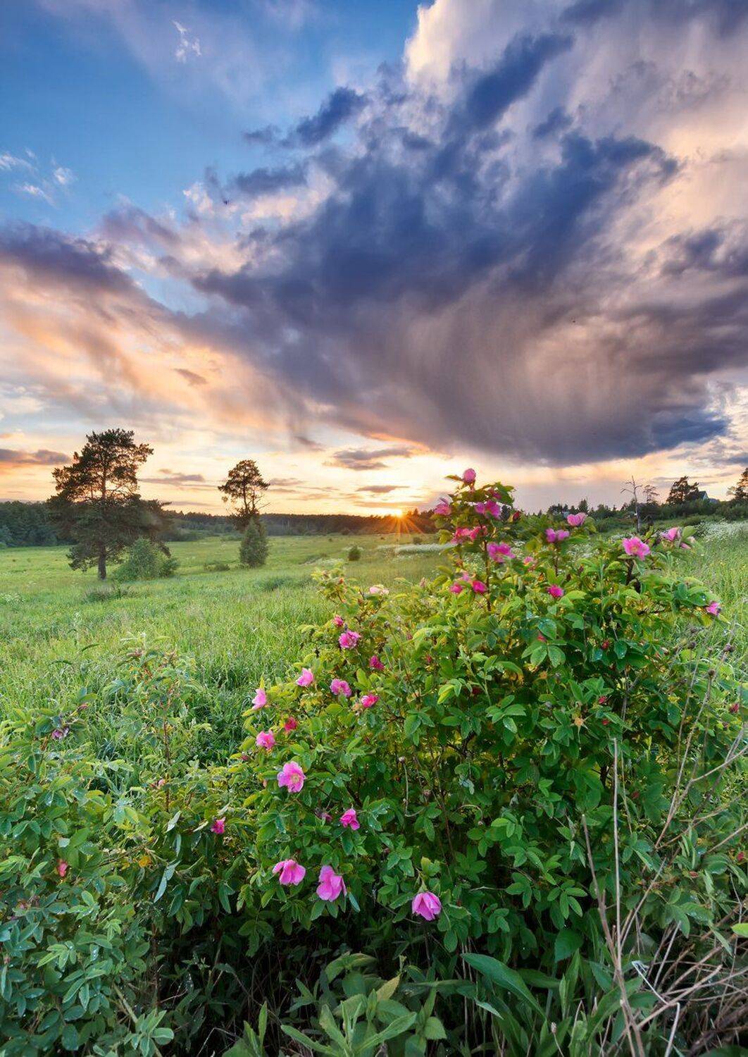 , Николай Андреев