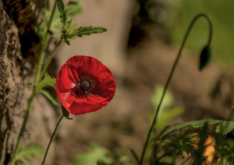poppy,flowers,summer Red фото превью