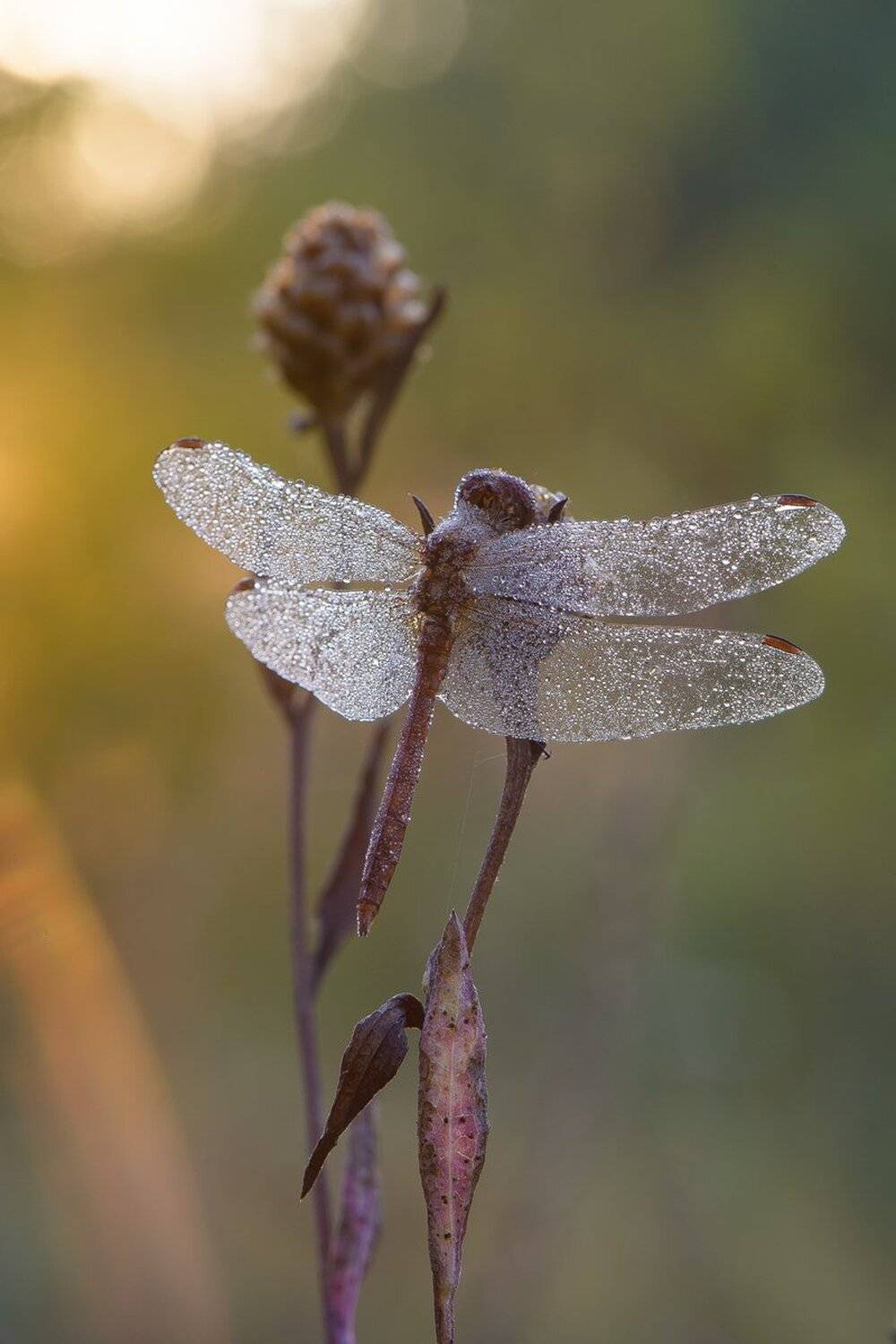 , Кузнецов Дмитрий