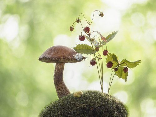 Жил-был гриб