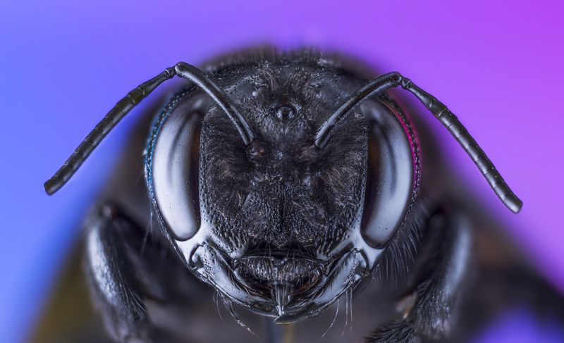 macro nikon  ... фото превью