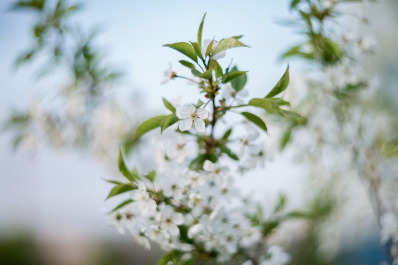 цветение, макро, гелиос, мануал, Цветущий май. фото превью