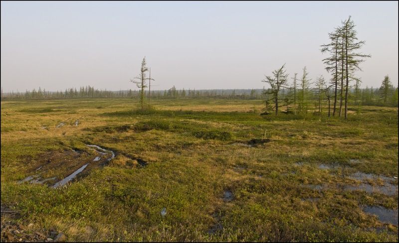 Таймыр,июнь,лето Вот и лето пришло фото превью