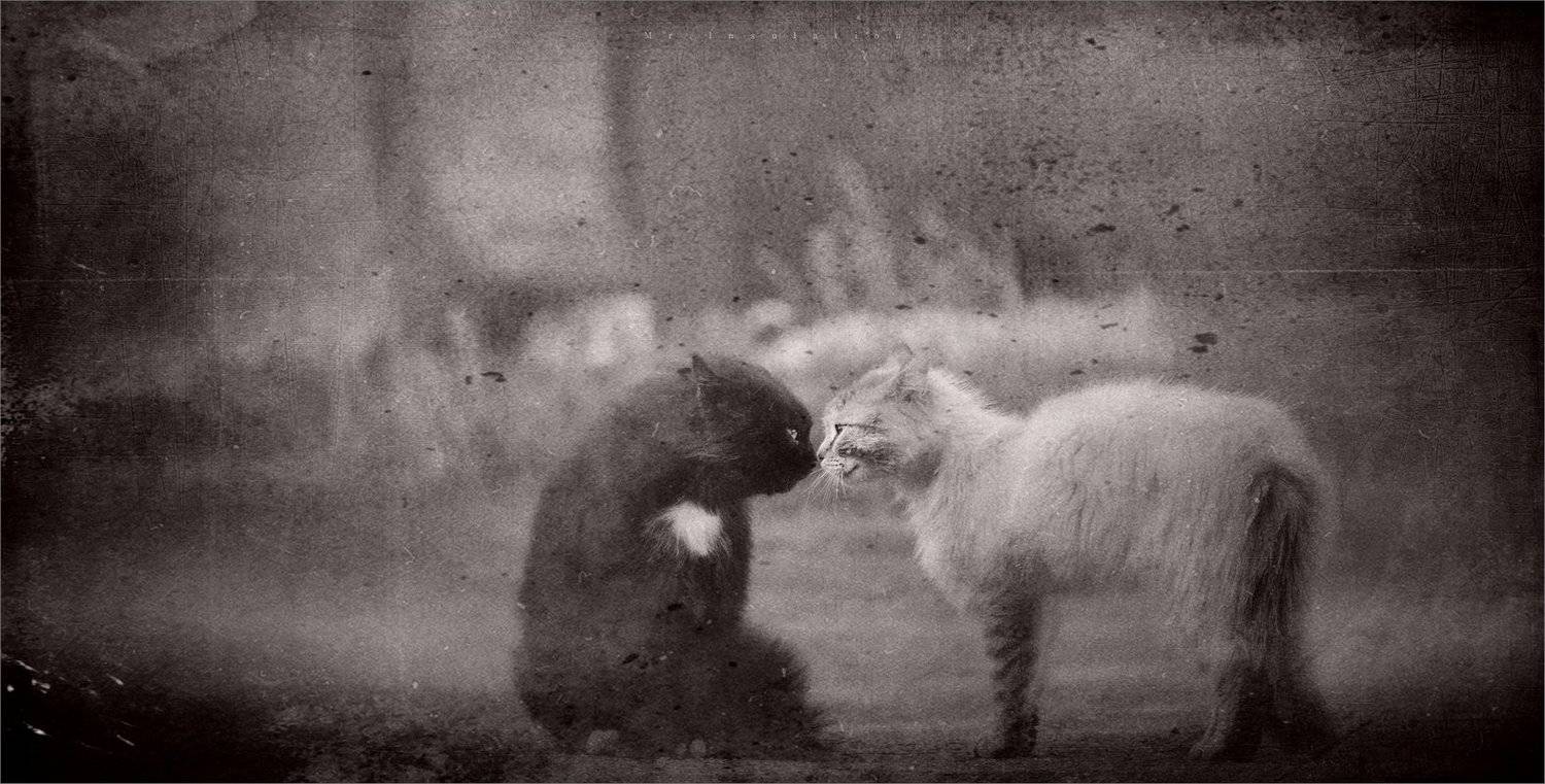 , Владислав Холодков