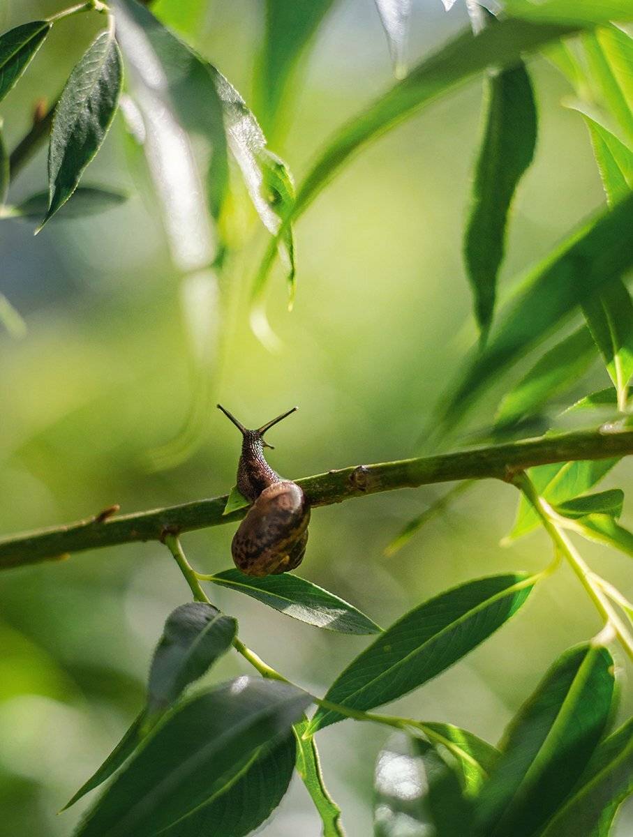 улитка, макро, свет, Чернякова Анна