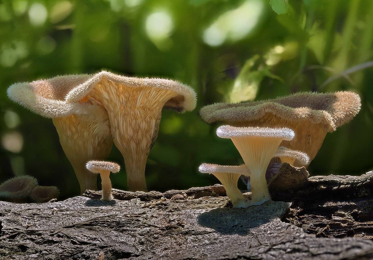 грибы, Евгений Слободской