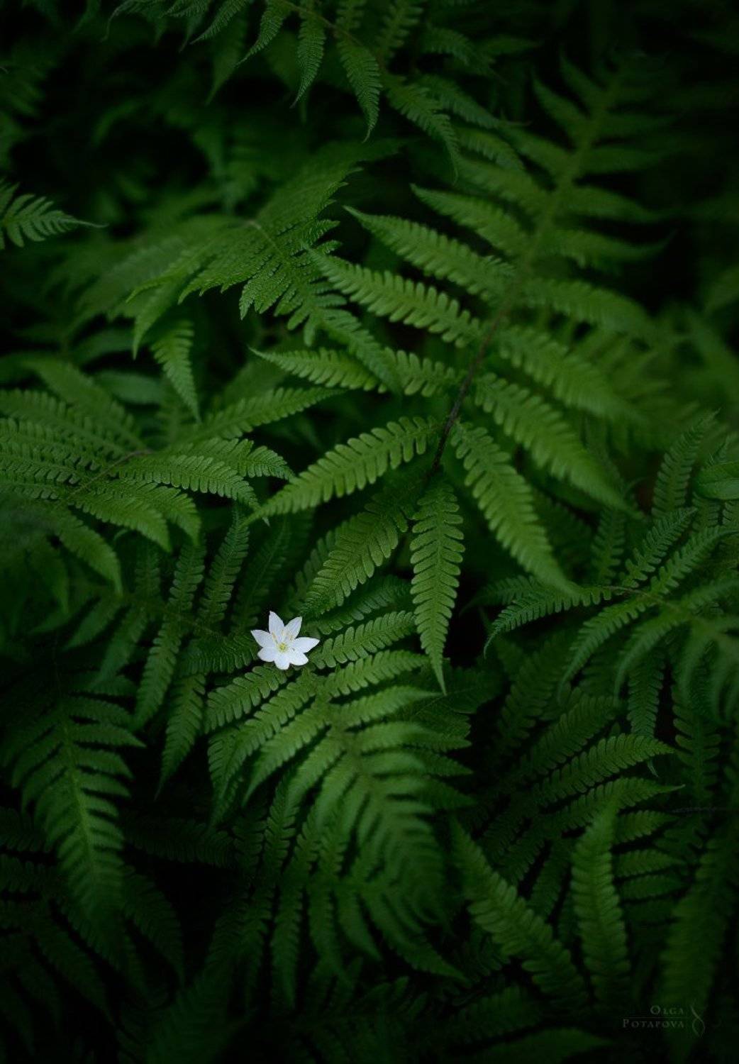 папоротник, лес, цветок, Степаненко Ольга