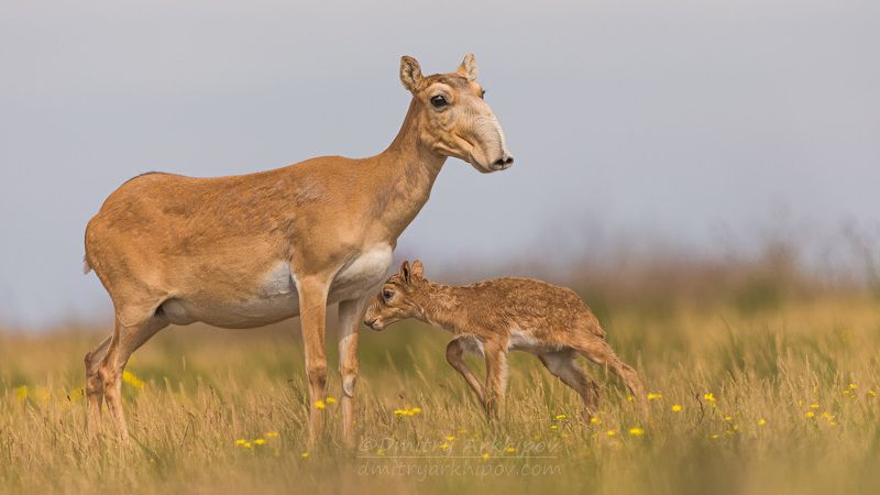 Первые часы жизни маленького сайгаченка. фото превью