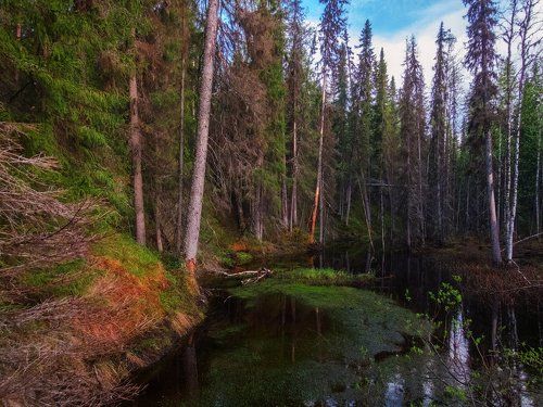 Дебри севера