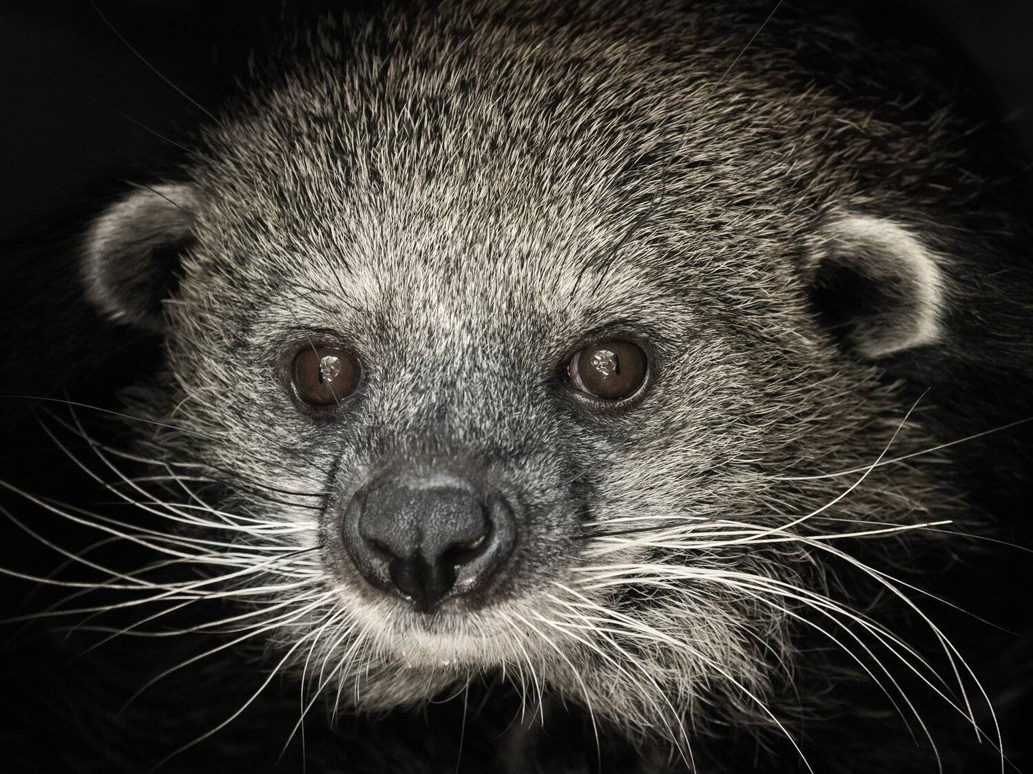 новосибирск зоопарк, Андрей Поляков