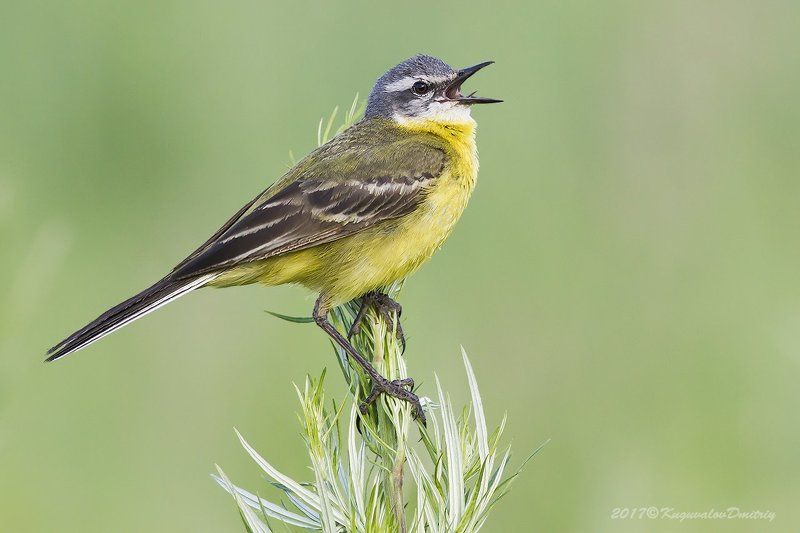 Жёлтая трясогузка фото превью