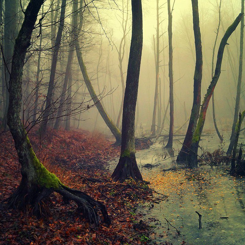 Ents фото превью
