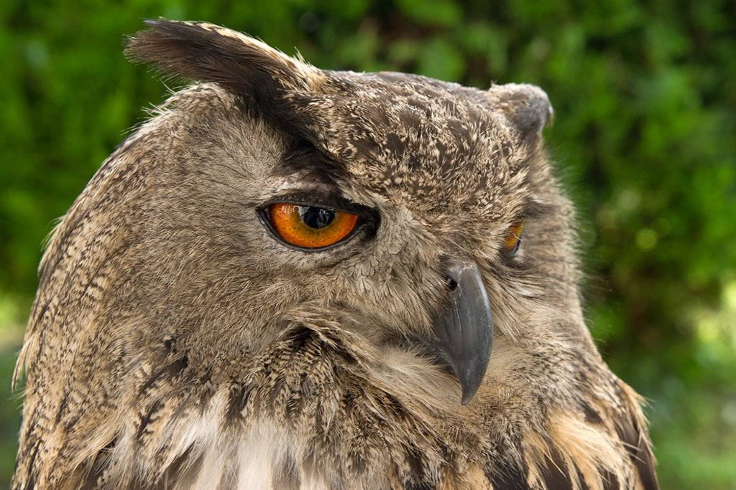 , Лев Сердюков