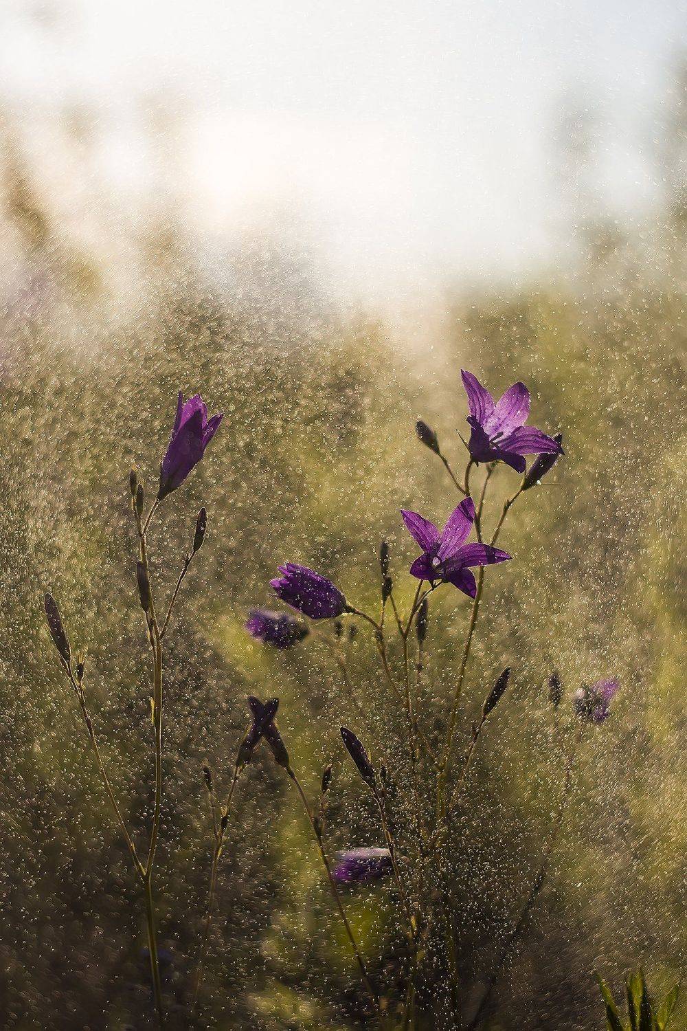 , Виталий Стрельцов