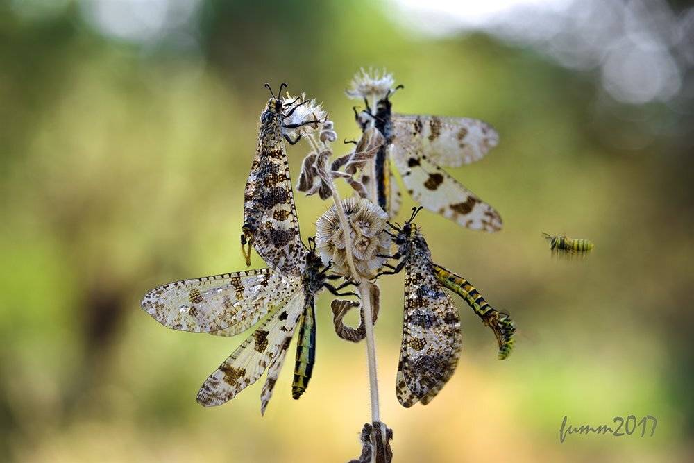 , Игорь ФУММ