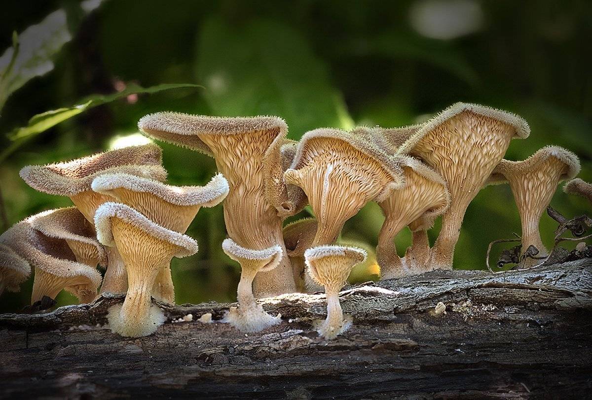 грибы, Евгений Слободской