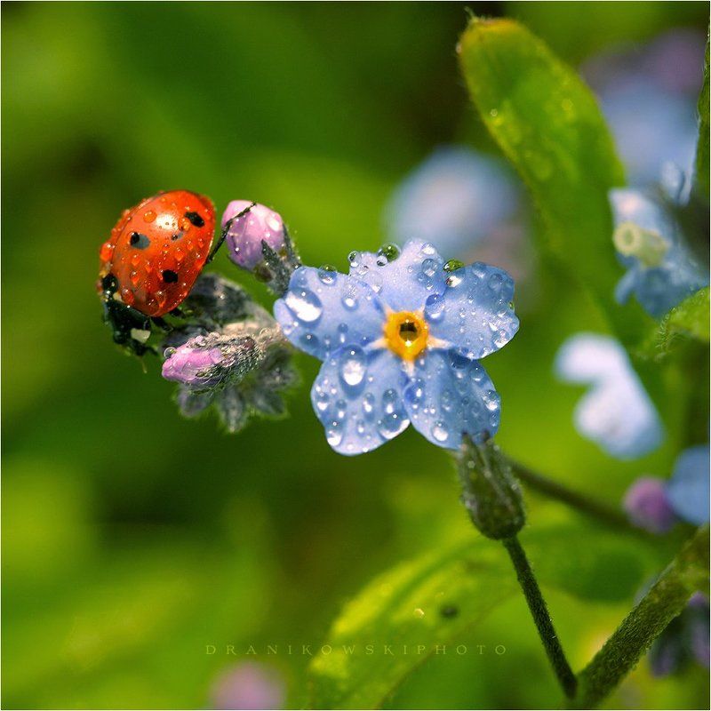 божья, коровка, biedronka, ladybug, macro, flower, rain, drops, dranikowski, niezapominajka божья коровка фото превью