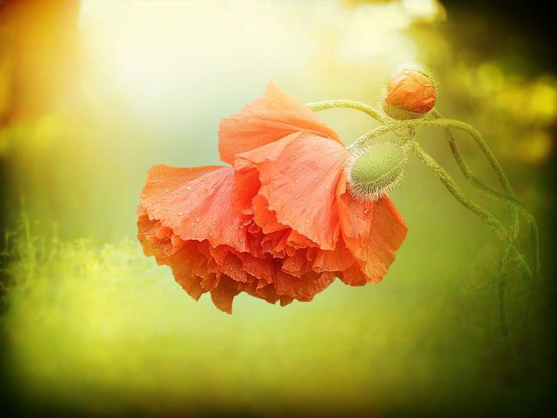 red poppy фото превью