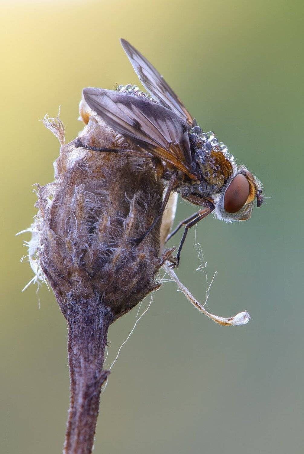 , Кузнецов Дмитрий