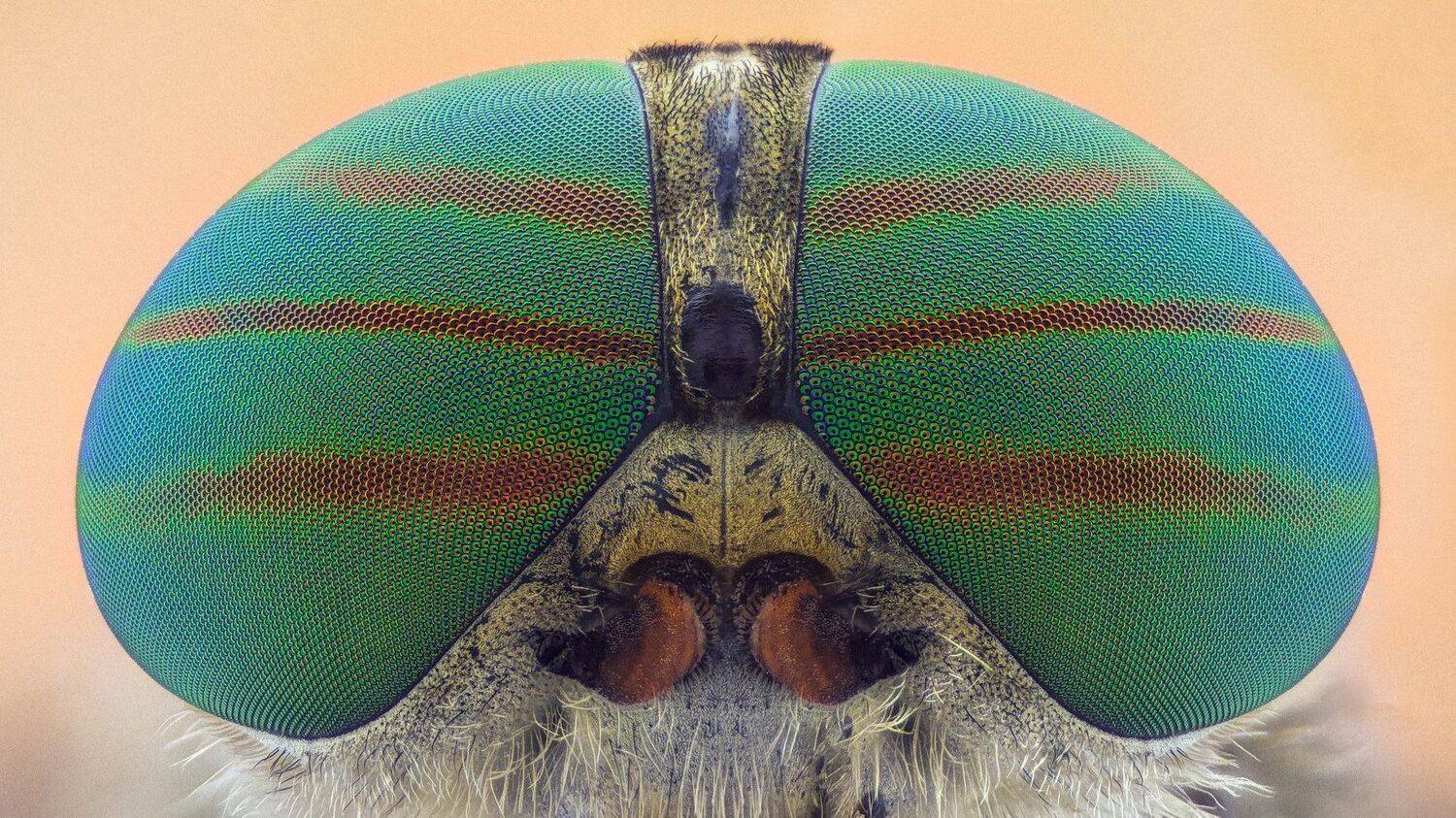 ceclii,macro,lgg4, extrememacro,  макро, Tsvetan Ganev