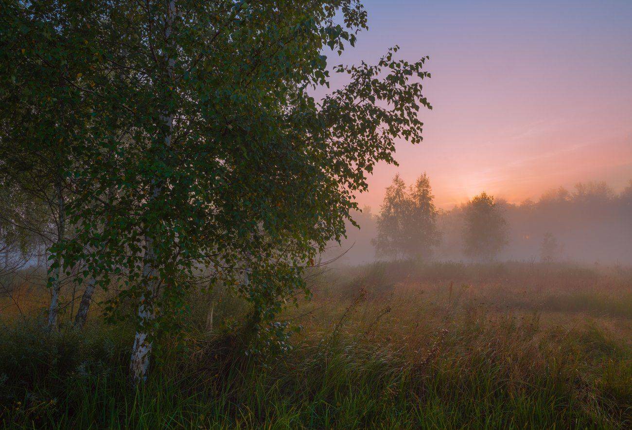рассвет, заря, лето, туман, луг, Галанзовская Оксана