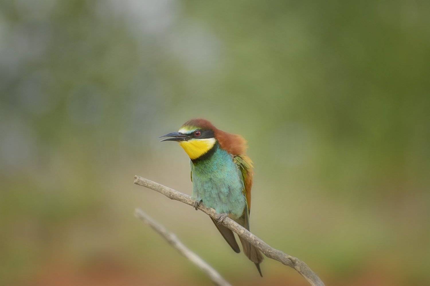 , Анатолий Зверев