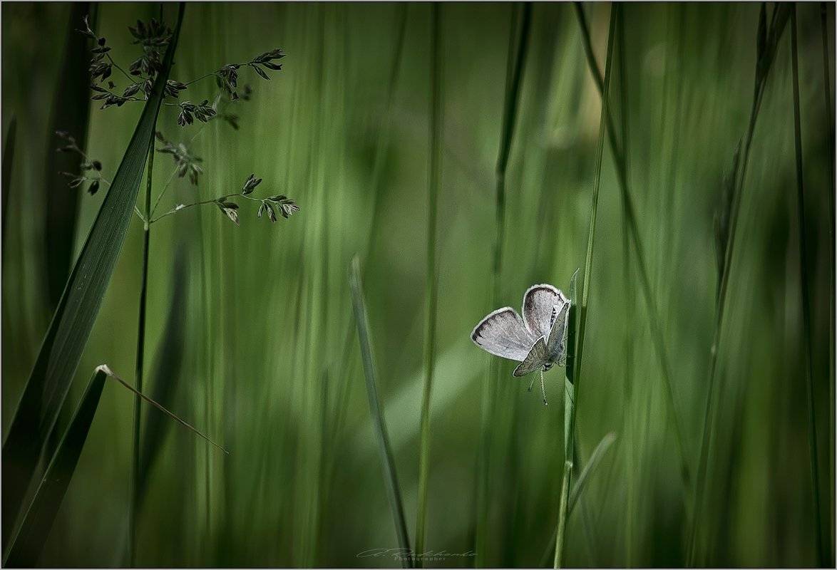 , Рудченко Анатолий