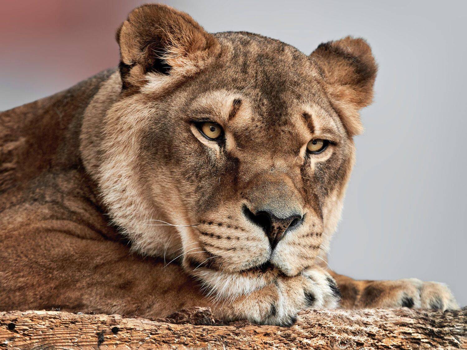 , Олег Богданов