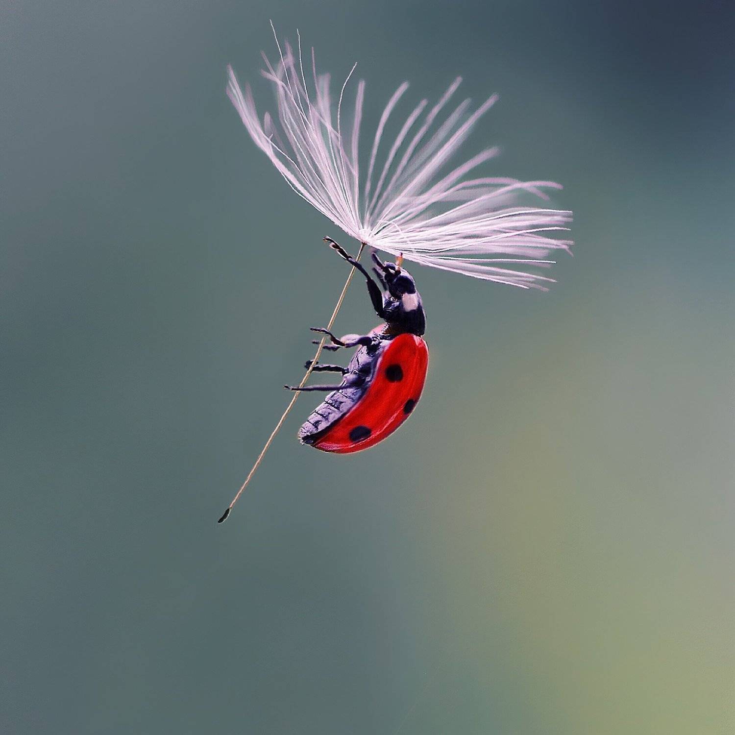 божья коровка, макро, одуванчик, семя, полет, природа., Полина Серова
