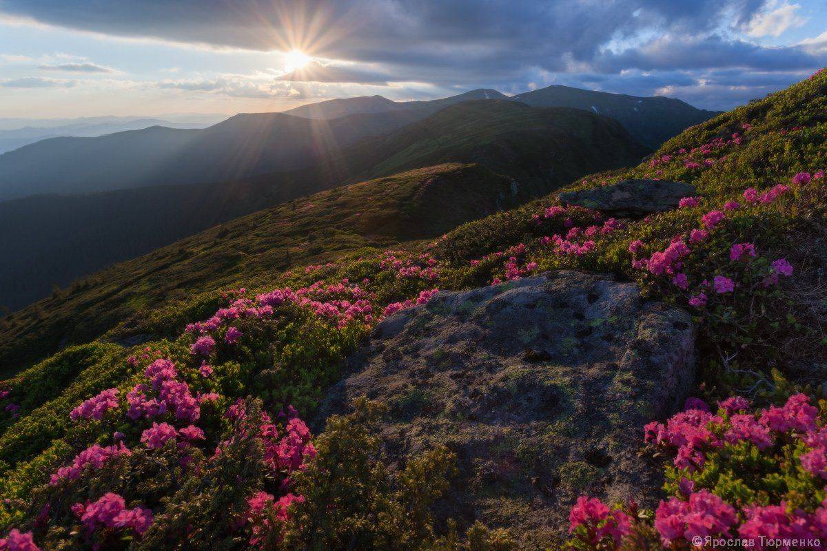 , Ярослав Тюрменко (Jaremi)