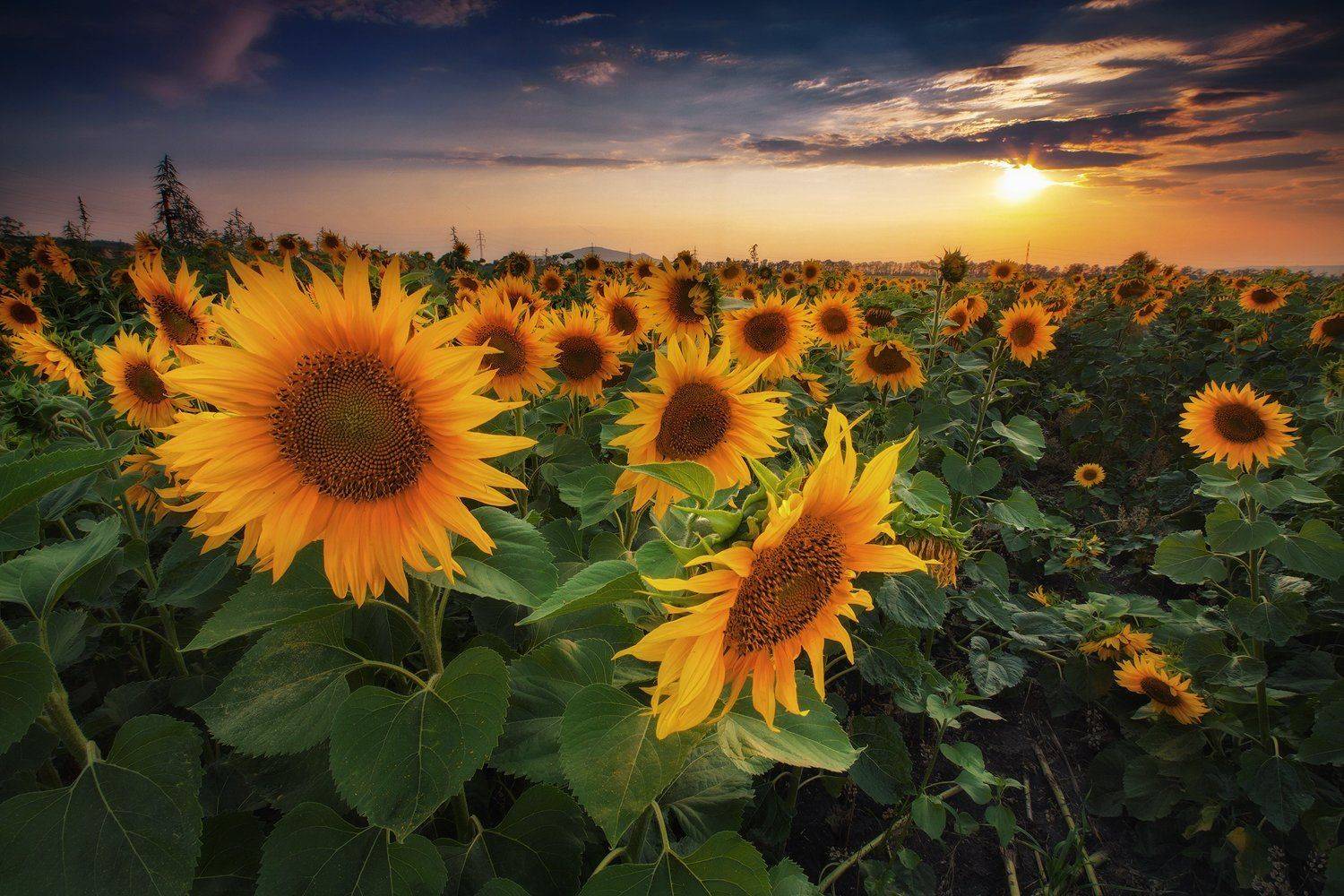 , Pawel Uchorczak