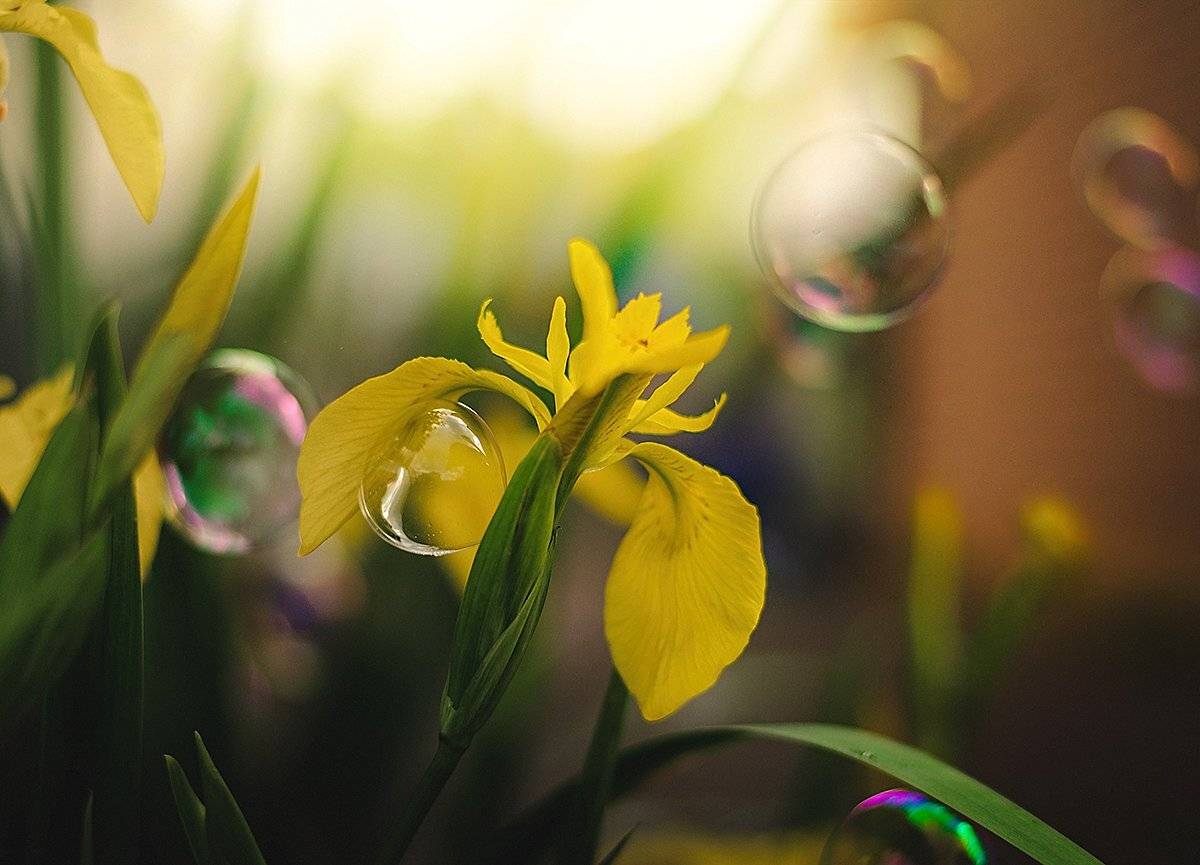 , Чернякова Анна