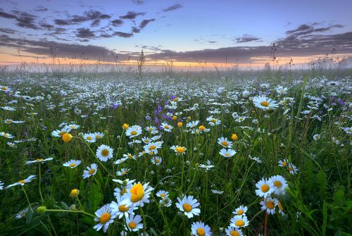 / Утром в поле.../ 