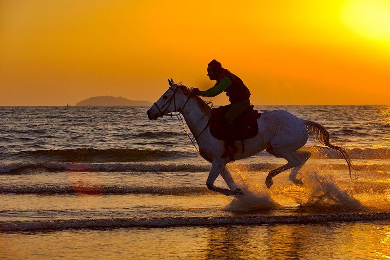 a horse runs фото превью