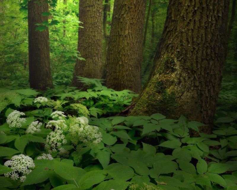 В тиши дубравы фото превью