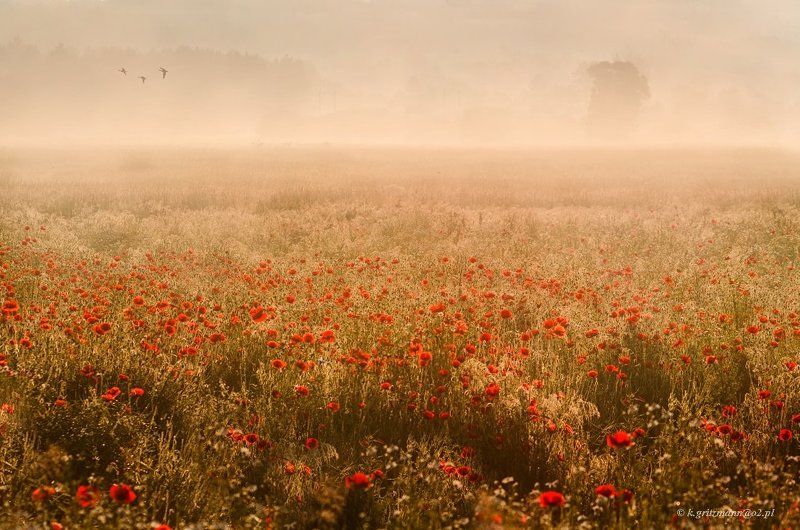 poppy time :) фото превью