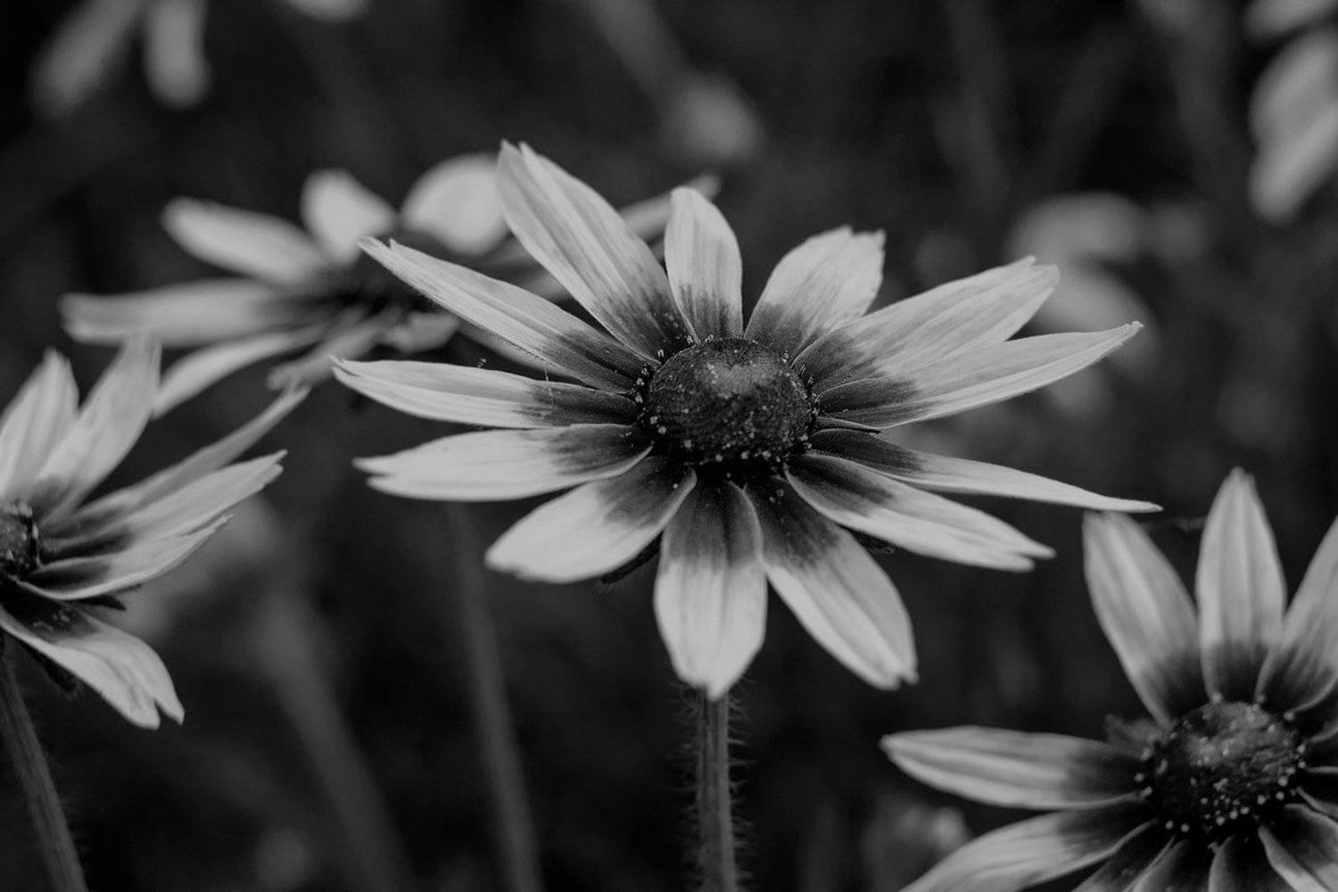 цветы, Roma Krasov ( Chitinskiy )